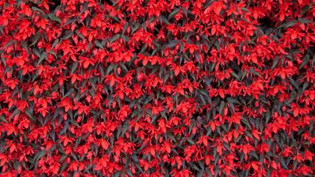 Vibrant Red Blooms for Your Space wallpaper