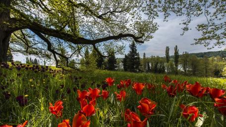 Vibrant Spring Tulip Field Awakens Nature's Beauty wallpaper