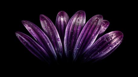 Purple flower petals wallpaper