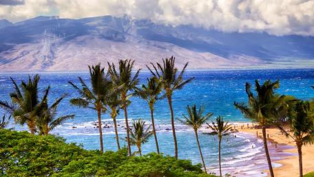 Summer beach with palms wallpaper