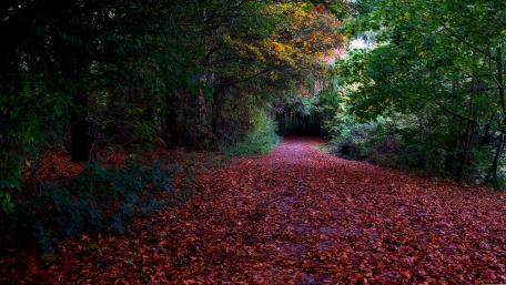 Autumn Path in Thick Forest wallpaper