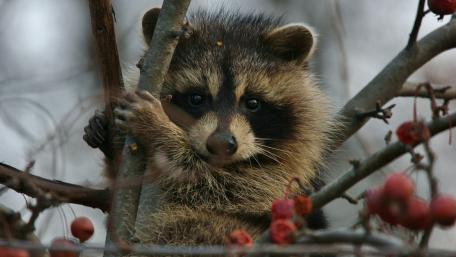 Cute raccoon wallpaper