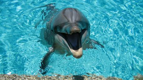 Smiling dolphin wallpaper