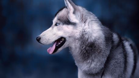 Siberian Husky in Profile View wallpaper