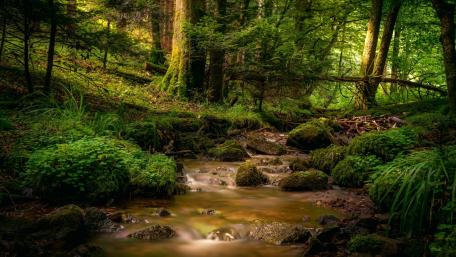 Forest creek wallpaper