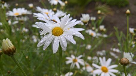 Daisy flowers wallpaper