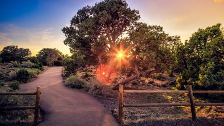 Sunset through the trees wallpaper