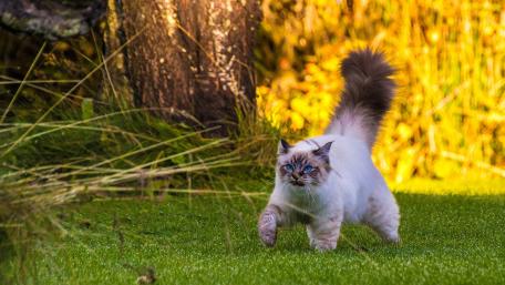 Fluffy tail cat wallpaper