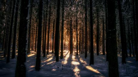 Deep forest in winter season wallpaper