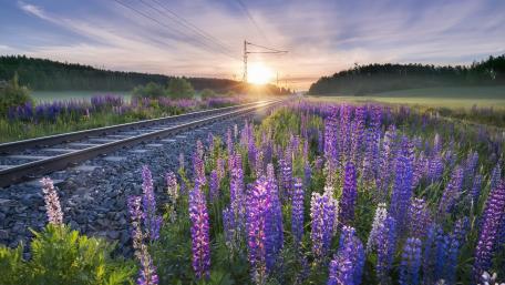 Vibrant Lupines by the Railway Track at Sunrise wallpaper