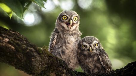 Adorable Owl Duo in Nature's Embrace wallpaper
