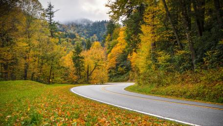 Autumn Road Through a Golden Forest wallpaper