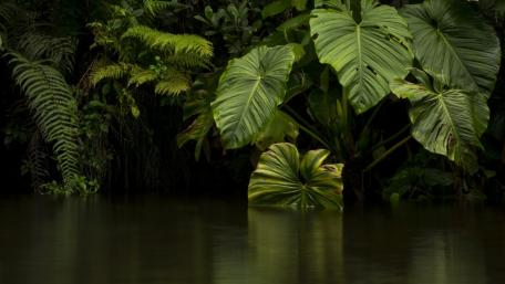 Lush Tranquility of the Rainforest wallpaper