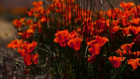 Vibrant Red Blossoms in Full Bloom wallpaper