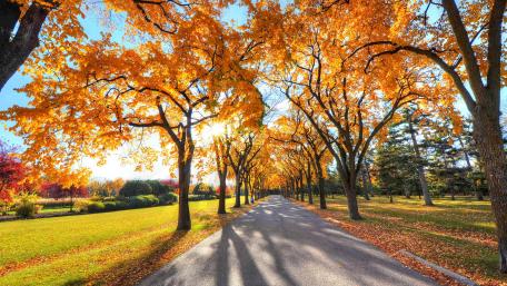 Yellow leaves at fall wallpaper