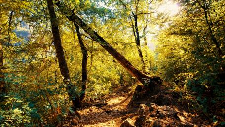 Narrow forest path wallpaper
