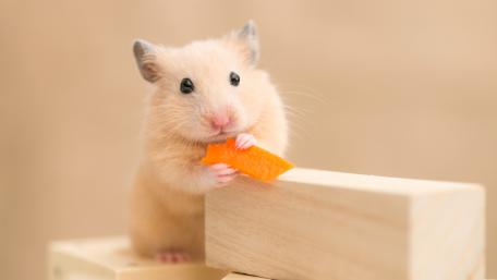 Hamster wallpaper