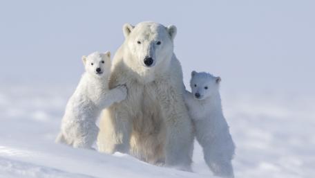 Polar bear family wallpaper