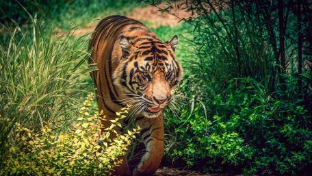 Tiger wallpaper