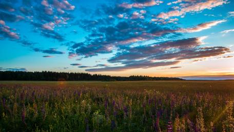 Vibrant Lupine Field at Sunset wallpaper