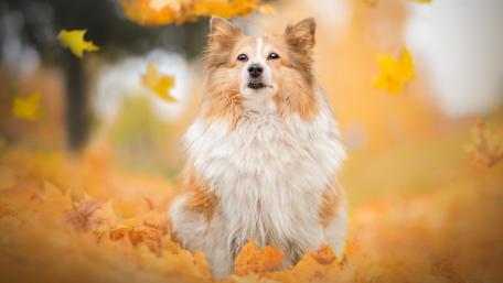 Autumn Whiskers of a German Spitz Dog wallpaper