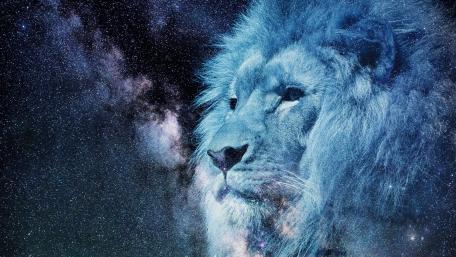 Lion head wallpaper