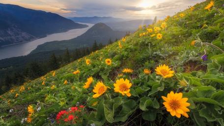 Dog Mountain (Columbia River Gorge) wallpaper