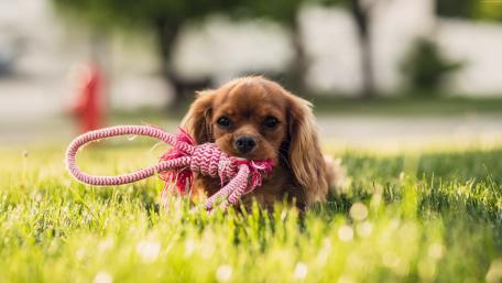 Cocker Spaniel puppy wallpaper