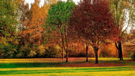 Vibrant Autumn Landscape in a Serene Park wallpaper