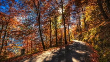 Fall foliage wallpaper