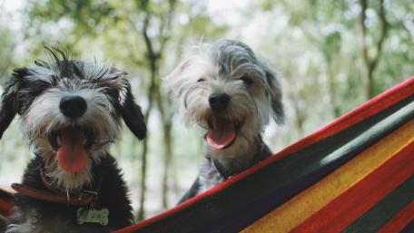 Two cute puppies wallpaper