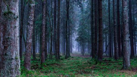 Fir forest path wallpaper