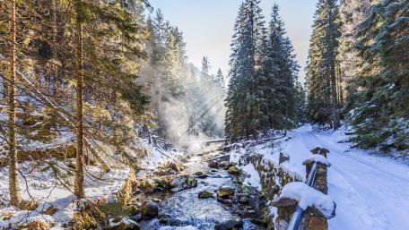 Winter Serenity in Snowy Wilderness wallpaper