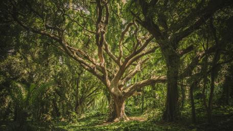 Majestic Old Growth Tree in Lush Forest Scene wallpaper