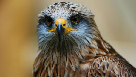Majestic Hawk in Close-Up Detail wallpaper