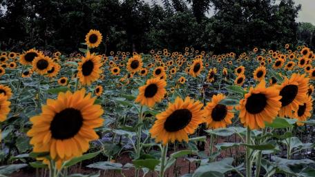 Happy Sunflower wallpaper