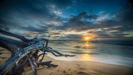 Driftwood on the beach wallpaper