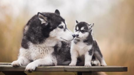 Husky puppy wallpaper