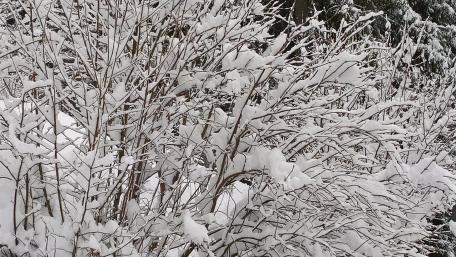 Winter's Embrace in Belluno Snowy Landscape wallpaper