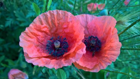 Creased poppy flower petals wallpaper