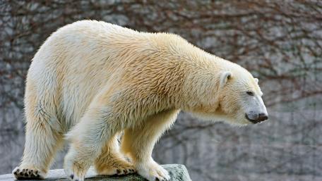 Polar bear wallpaper