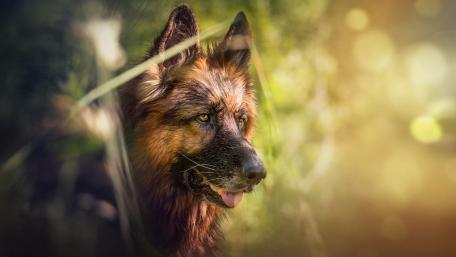 German Shepherd wallpaper