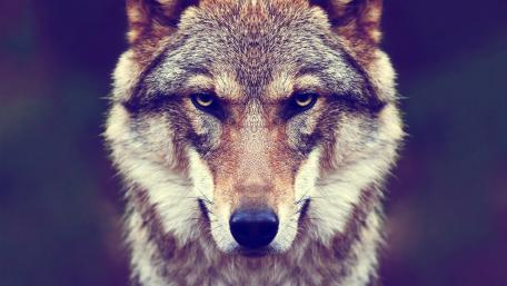 Wolf face wallpaper