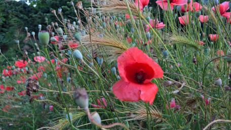 Vibrant Poppy Field in Blooming Glory wallpaper