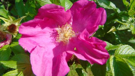 Vibrant Blooming Pink Flower Wallpaper wallpaper
