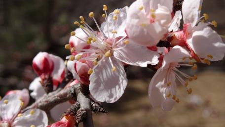 China sakura bloom wallpaper