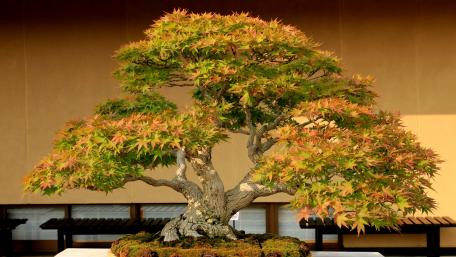 Bonsai tree wallpaper