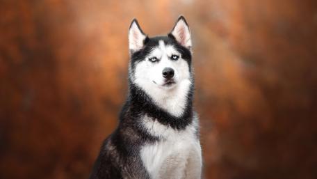 Majestic Husky in Autumn Glow wallpaper