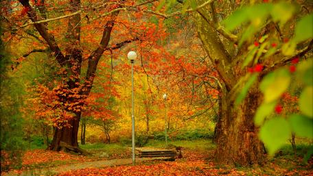 Walkway in a park at fall wallpaper