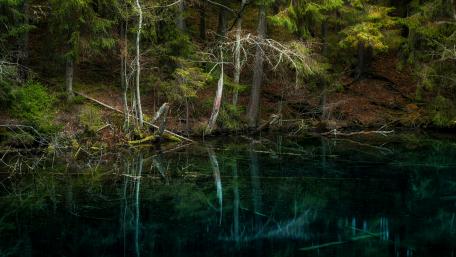 Serene Forest Reflection on Tranquil Water Surface wallpaper